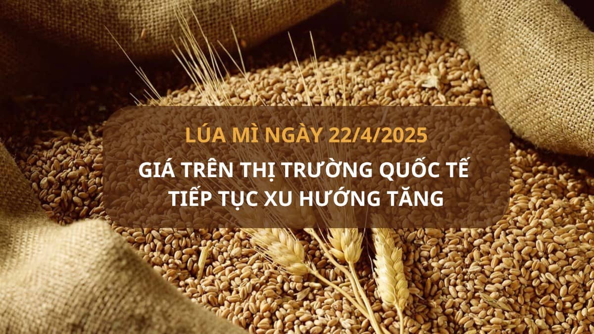 🌾 Lúa Mì Thế Giới Trước "Bài Toán Khó" Khí Hậu và Nguồn Cung: Cơ Hội Hay Thách Thức?