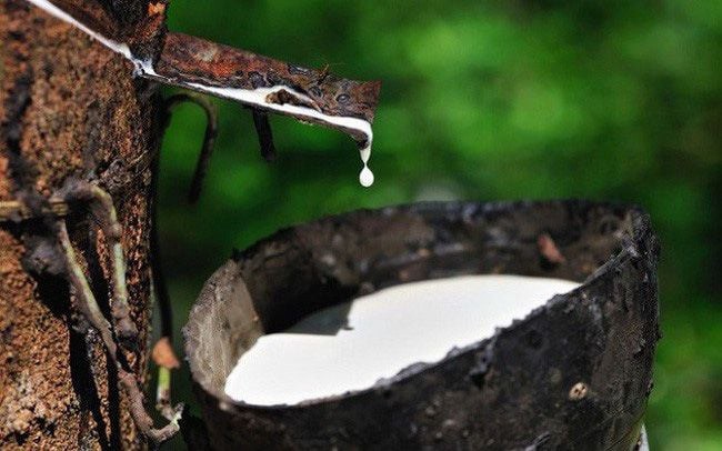 Ngày 29/04: Giá cao su trên các sàn giao dịch chủ chốt khởi sắc