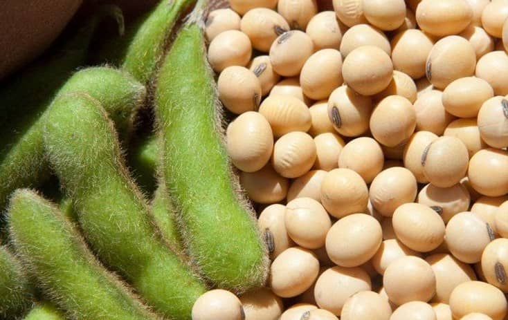 WASDE tháng 5 sắp công bố: Giá nông sản đối mặt áp lực giảm sâu?