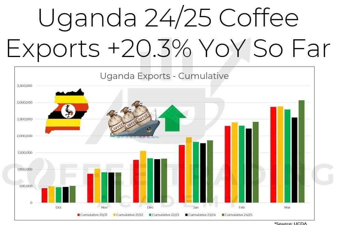 Xuất khẩu cà phê toàn cầu tăng mạnh trong bối cảnh tồn kho thấp và giá cả biến động!