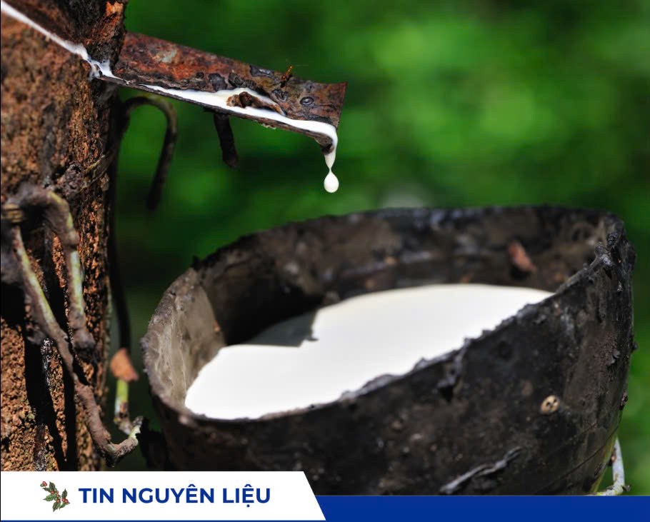 Ngày 12/05: Giá cao su trong nước giảm, thế giới biến động trái chiều