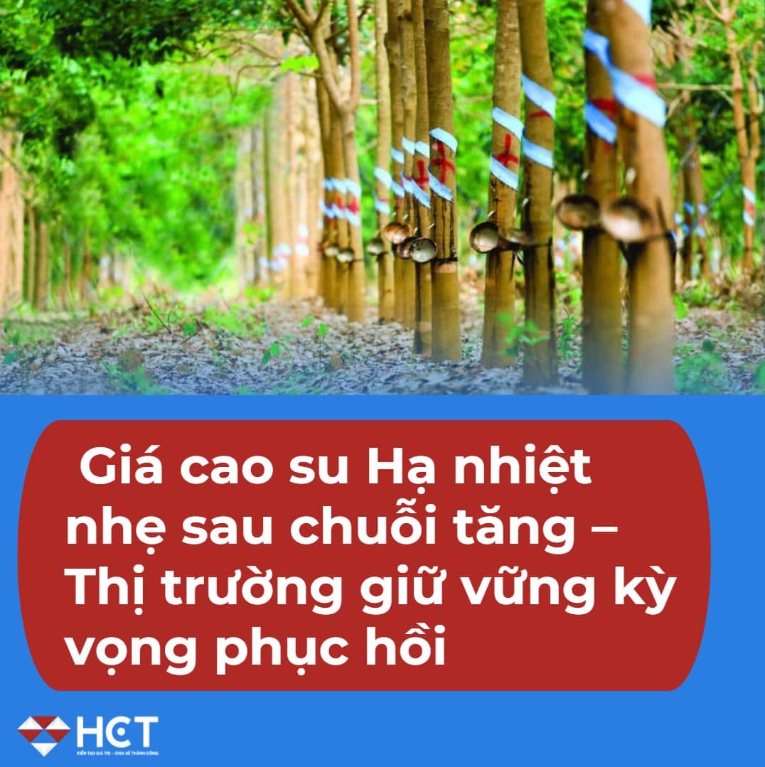 Giá cao su ngày 17/5: Hạ nhiệt nhẹ sau chuỗi tăng – Thị trường giữ vững kỳ vọng phục hồi