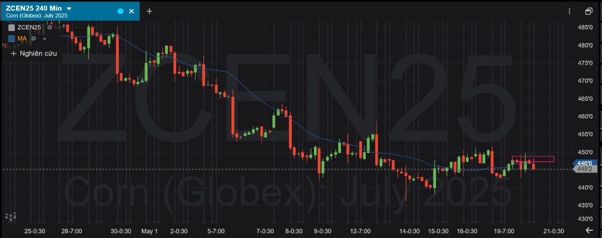 Giá ngô ngày 20/05/2025: Giằng co trong vùng đáy – kỳ vọng báo cáo gieo trồng USDA định hướng xu thế