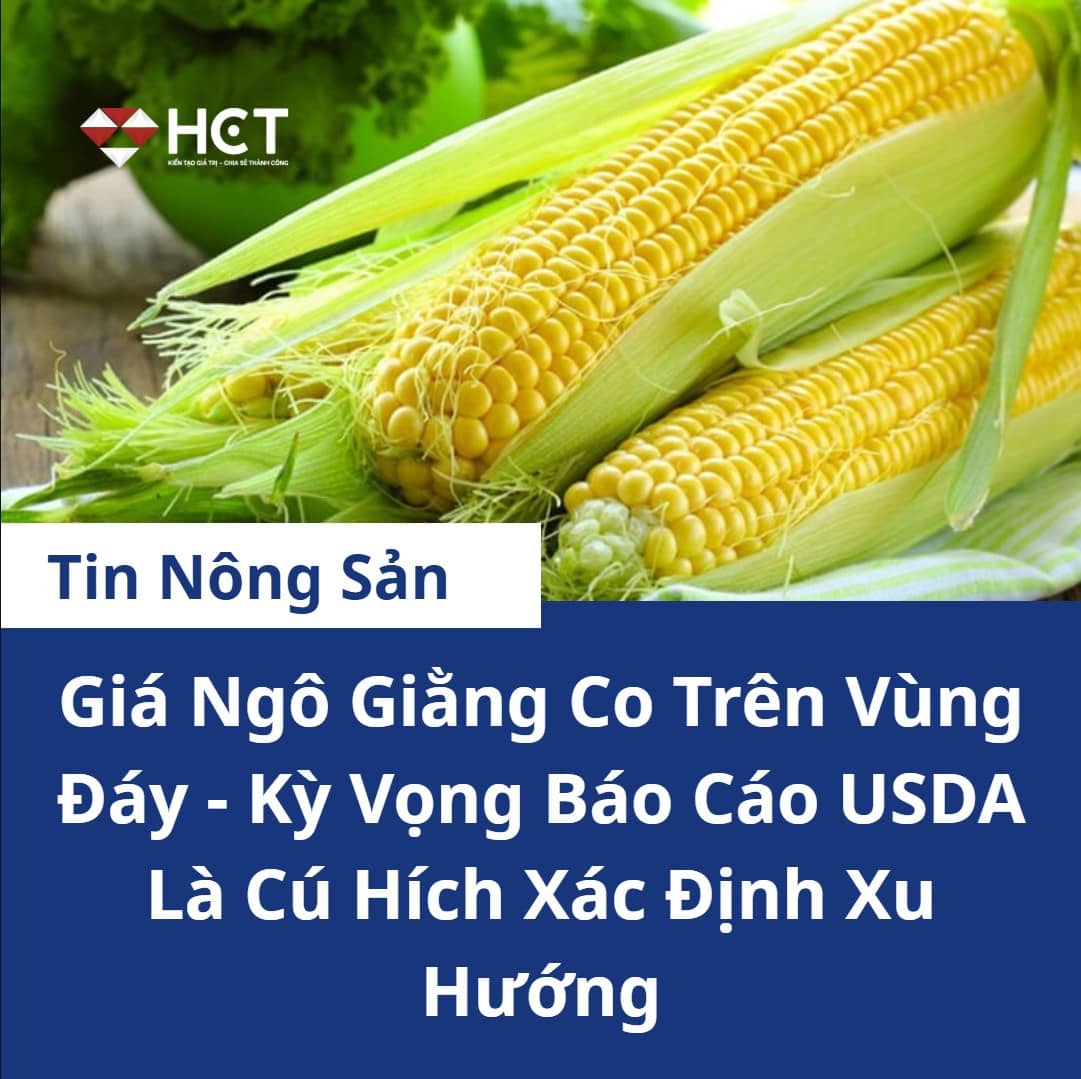 Giá ngô ngày 20/05/2025: Giằng co trong vùng đáy – kỳ vọng báo cáo gieo trồng USDA định hướng xu thế