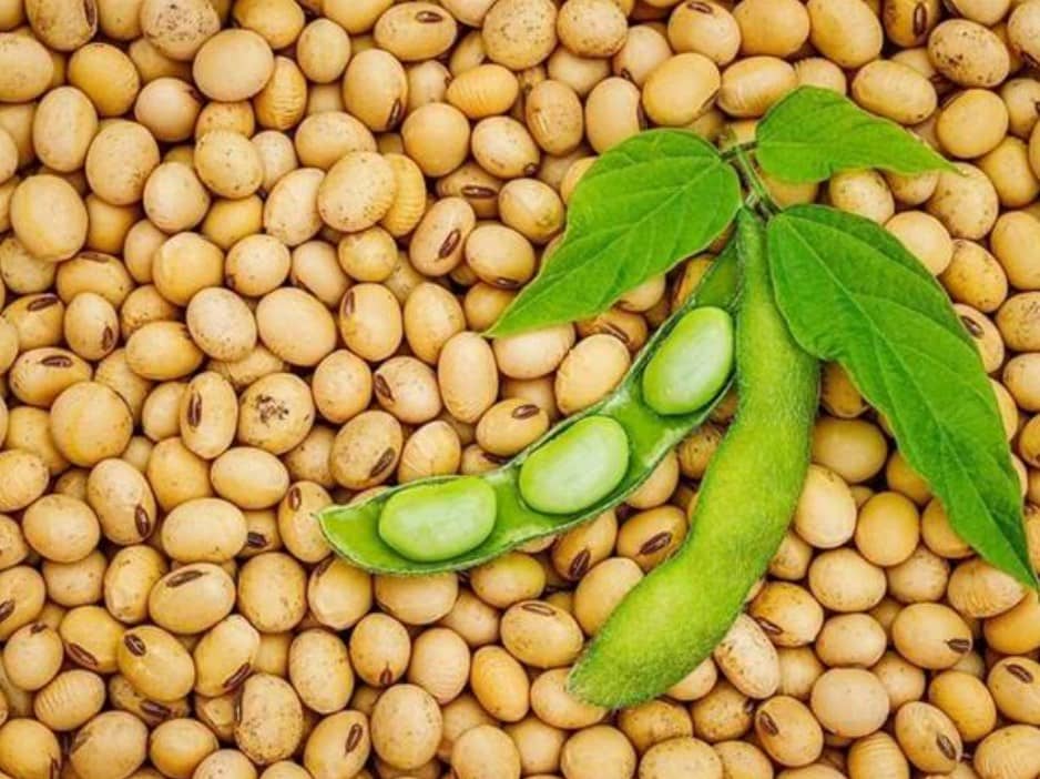 Nhận định sản phẩm đậu tương (ZSEN25) - [23/5/2025]