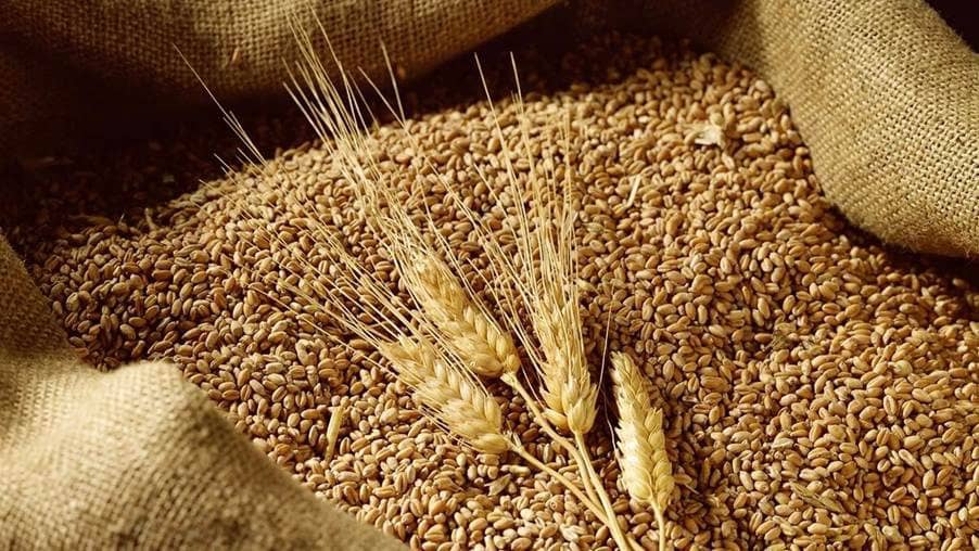 Giá lúa mì tuần qua: Phá vỡ xu hướng giảm? Thời khắc quyết định đã gần kề