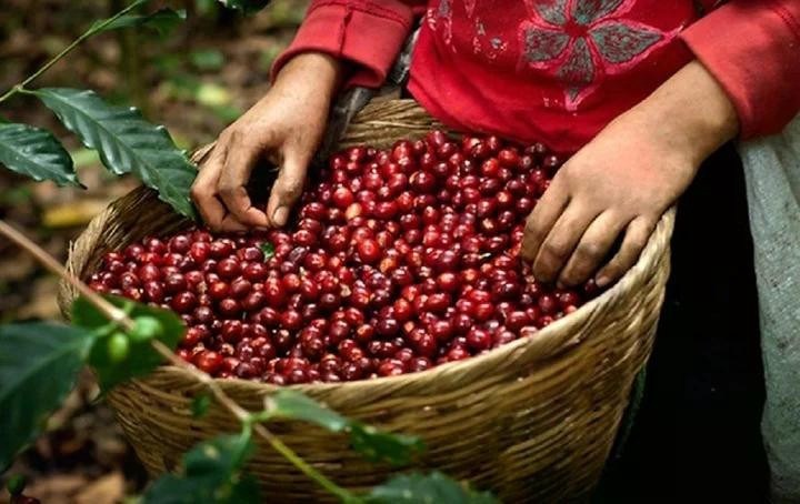 Giá Cà Phê Robusta Chạm Đáy Tháng: Tín Hiệu Cung Tăng và Áp Lực Xuất Khẩu
