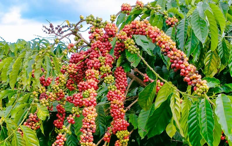 Giá cà phê tiếp tục giảm trong áp lực mùa thu hoạch rộ – NĐT cần gìn giữ bình tĩnh trong ngắn hạn