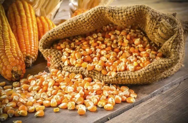 Tin Tức Sản Phẩm Ngô