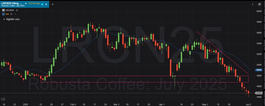 Giá Cà Phê Ngày 3/6/2025: Robusta Tiếp Tục Rơi Tự Do – Arabica Có Dấu Hiệu Giảm Chậm Lại
