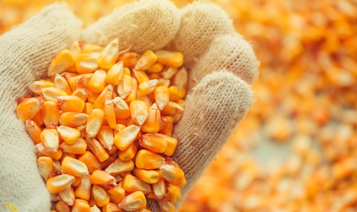 Cập nhật thị trường nông sản – Điểm nóng thời tiết và căng thẳng địa chính trị tác động mạnh đến giá ngũ cốc