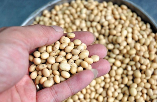 Cập nhật thị trường nông sản – Điểm nóng thời tiết và căng thẳng địa chính trị tác động mạnh đến giá ngũ cốc