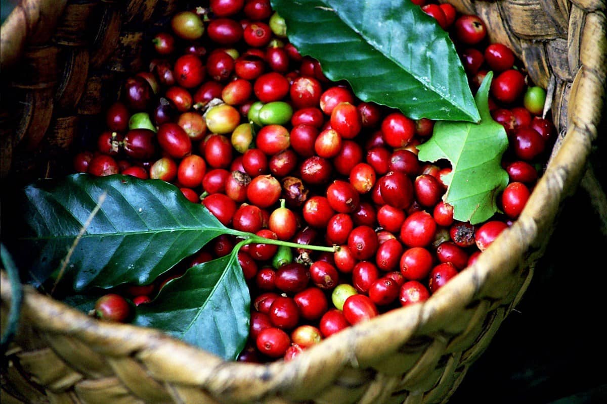 Giá Cà Phê Robusta Ngày 5/6/2025: Tín Hiệu Phục Hồi Trong Kênh Giảm – Cẩn Trọng Trước Ngưỡng Cản Quan Trọng