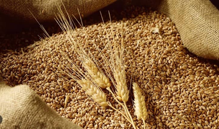 Cập nhật thị trường nông sản – Điểm nóng thời tiết và căng thẳng địa chính trị tác động mạnh đến giá ngũ cốc