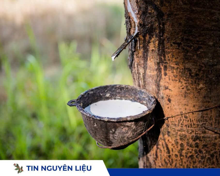 Giá cao su Nhật Bản tăng do lo ngại thời tiết tại Thái Lan