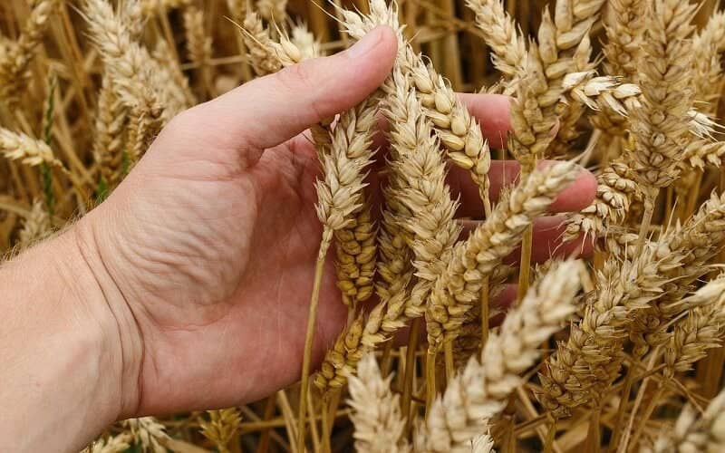 Lúa mì CBOT kết thúc tuần giao dịch với mức tăng tốt khi căng thẳng Nga-Ukraine leo thang