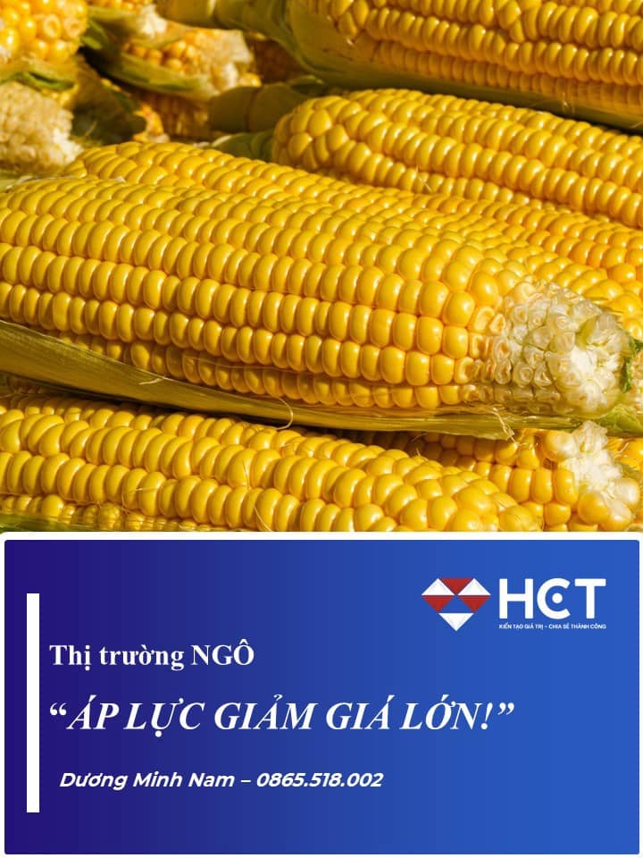❌ THỊ TRƯỜNG NGÔ: ÁP LỰC GIẢM GIÁ LỚN. 👉 Trong 14 tuần gần nhất, các nhóm phi thương mại đã bán ròng  ...