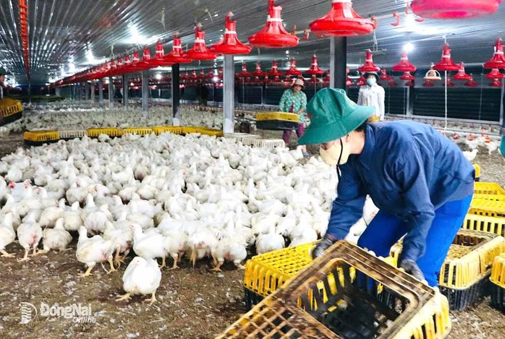 Đồng Nai mở rộng trở thành "thủ phủ" chăn nuôi mới của cả nước. Sau khi sáp nhập với tỉnh Bình Phước,  ...