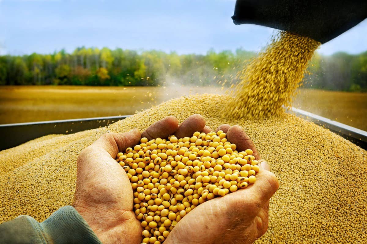 Đậu Tương Bật Tăng Trong Ngắn Hạn – Hồi Phục Hay Khởi Đầu Sóng Mới?