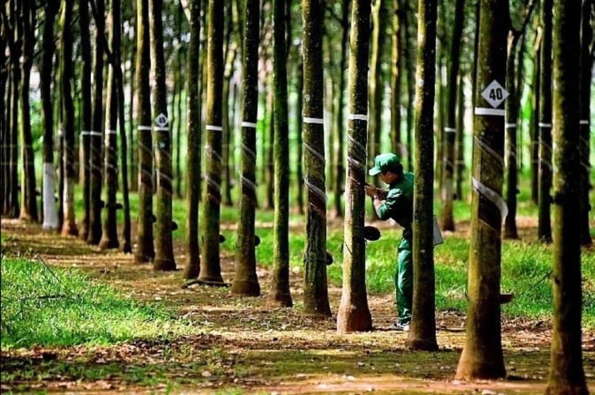 PHR- Cơ hội đột biến lợi nhuận nhờ nhận tiền đền bù từ Thaco