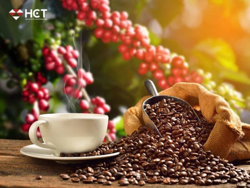 Cà Phê Arabica Chạm Đáy 3 Tháng – Cơ Hội Mua Hay Cảnh Báo Giảm Sâu Hơn?