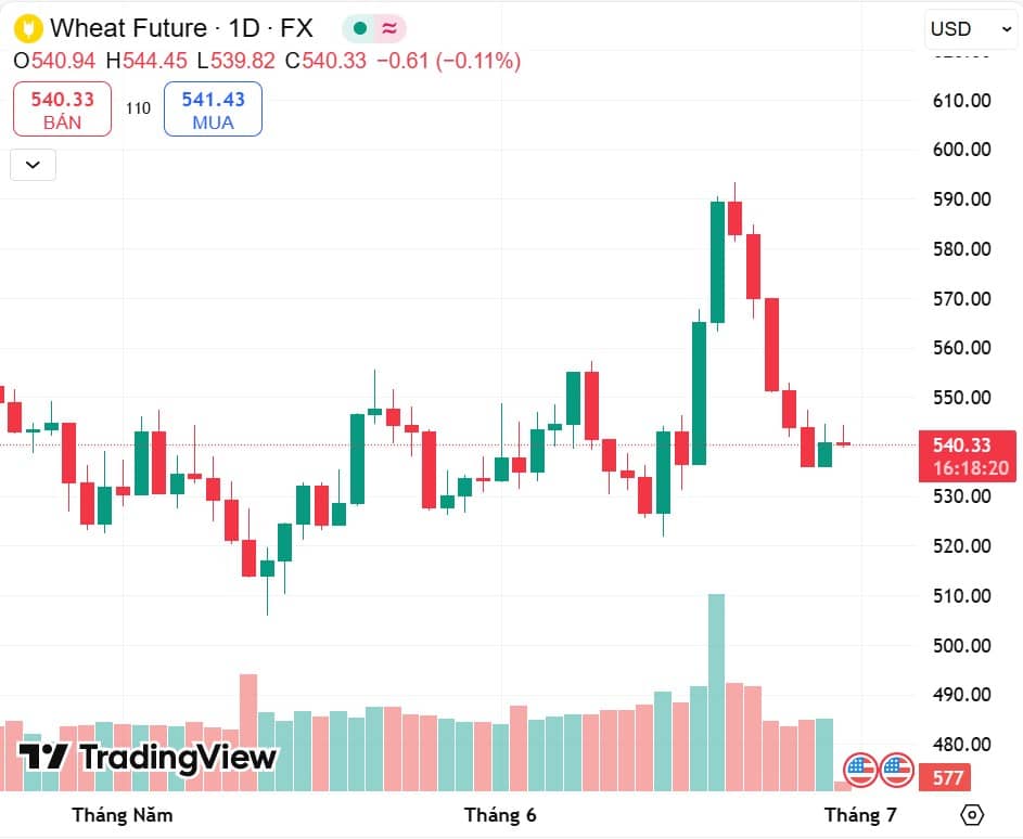 Lúa Mì Trước Ngưỡng Cửa Báo Cáo USDA – Điều Chỉnh Ngắn Hạn Hay Áp Lực Giảm Dài Hơi?