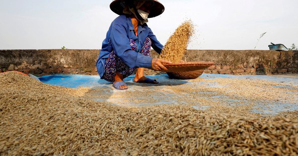Philippines ra lệnh tạm ngừng nhập khẩu gạo, Việt Nam tăng mạnh xuất khẩu sang những thị trường nào?