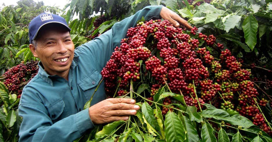 Thị Trường Cà Phê Chao Đảo: Vì Sao Giá Đang 'Rơi Tự Do'?