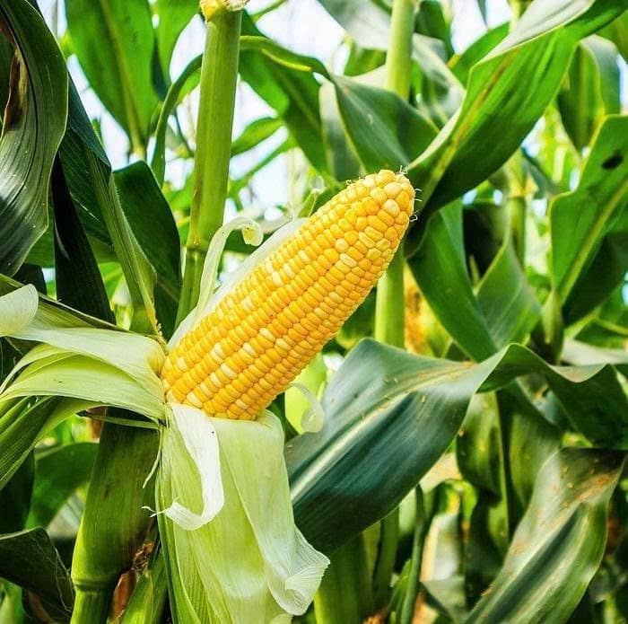 Ngô – Tình thế giằng co giữa kỳ vọng và rủi ro địa chính trị