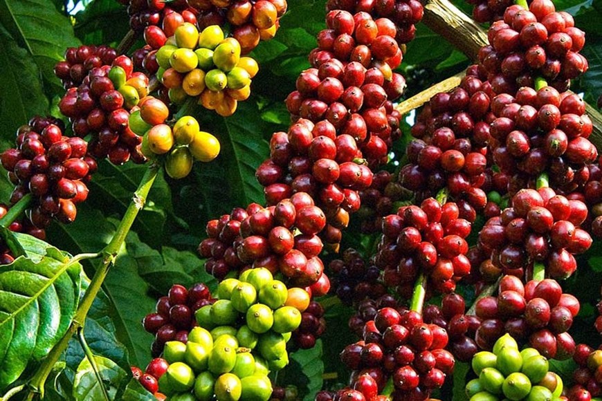 Giá Cà Phê Robusta Giảm Mạnh Bất Chấp Thuế Quan: Nguyên Nhân Và Triển Vọng. ﻿. 1. Diễn biến trái chiều:  ...