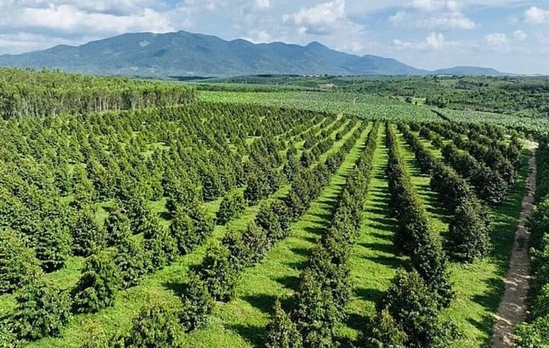 Sự hồi sinh thần kỳ của HAGL