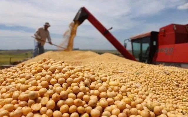 Đậu tương trỗi dậy: Khi cá mập phố Wall và cánh tay mua từ Trung Quốc cùng lúc hành động