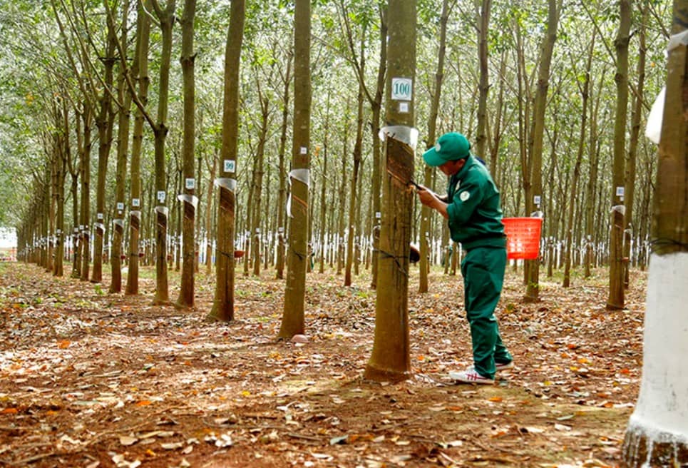 Cơ hội mua cao su trung hạn - Khi rủi ro địa chính trở thành động lực tăng giá