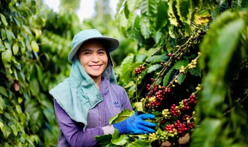 Thị trường cà phê trước giờ mở cửa 24/7/2025