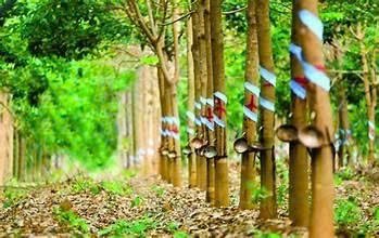 Cao su giảm tốc: Cầu suy yếu – Thương mại bất ổn kéo giá lao dốc