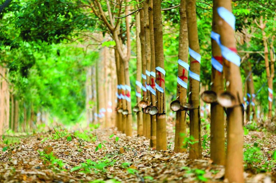 Thị Trường Cao Su Cuối Tháng 7: Sóng Tăng Dễ Gãy Khi Thuế Quan Và Thời Tiết Chưa Ủng Hộ. 1. Diễn biến  ...
