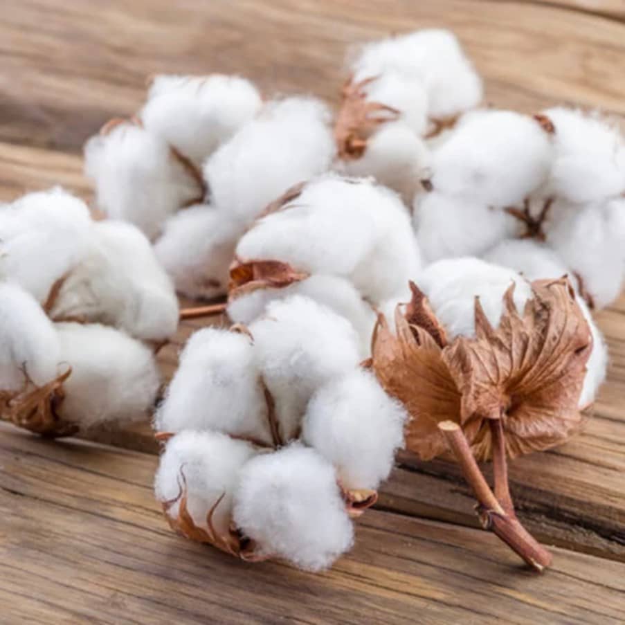 Giá Bông Giằng Co Vùng Đỉnh: Liệu Mùa Vụ Và Thương Mại Có Thổi Bùng Sóng Tăng?