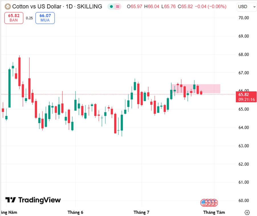 Giá Bông Giằng Co Vùng Đỉnh: Liệu Mùa Vụ Và Thương Mại Có Thổi Bùng Sóng Tăng?