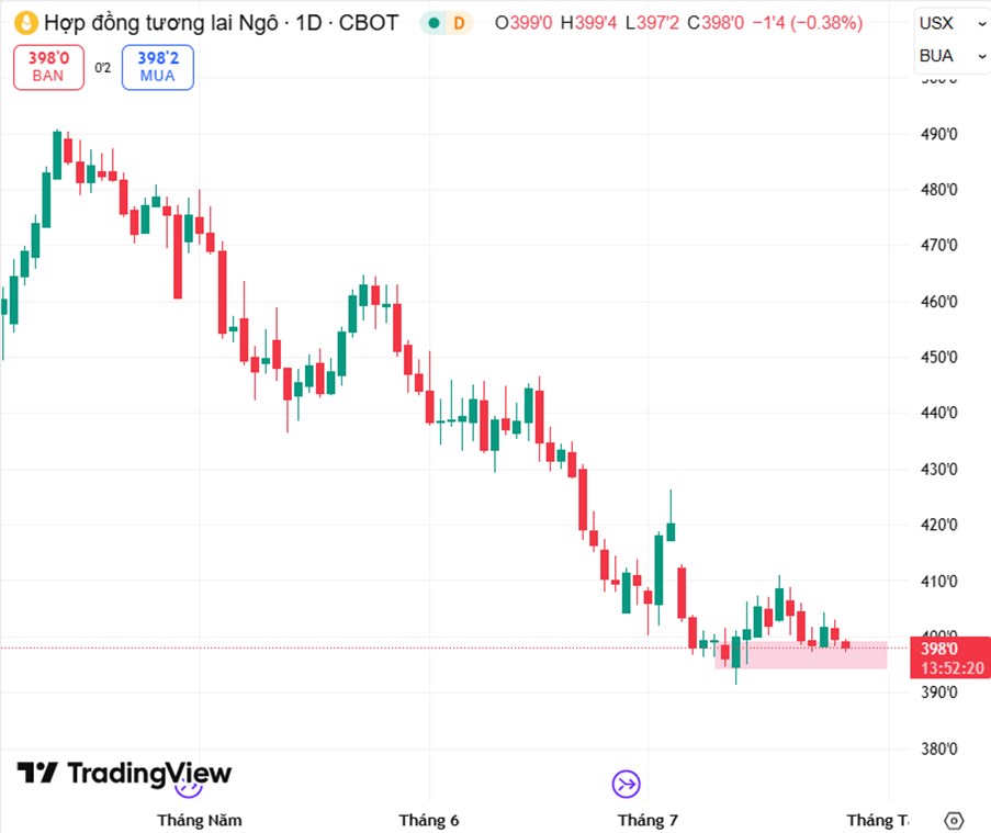 Giá Ngô Đối Mặt Áp Lực Giảm: Thời Tiết Thuận Lợi Và Tâm Lý Thị Trường Thận Trọng