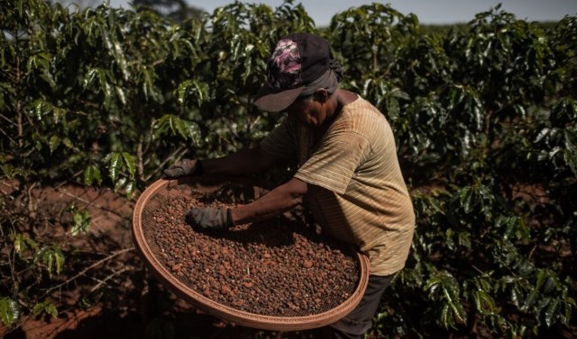 Thảm họa mưa đá tại Brazil có thể khiến chuỗi cung ứng cà phê toàn cầu gián đoạn đến năm 2030