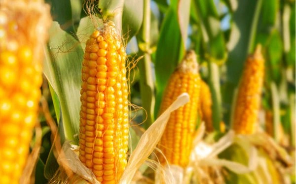 Giá Ngô Đối Mặt Áp Lực Giảm: Thời Tiết Thuận Lợi Và Tâm Lý Thị Trường Thận Trọng
