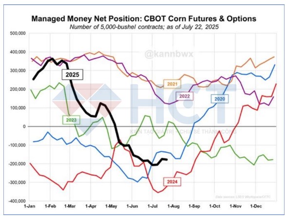 Giá Ngô Đối Mặt Áp Lực Giảm: Thời Tiết Thuận Lợi Và Tâm Lý Thị Trường Thận Trọng