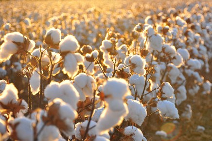 Bông: Hồi phục dựa trên triển vọng thương mại & giá dầu