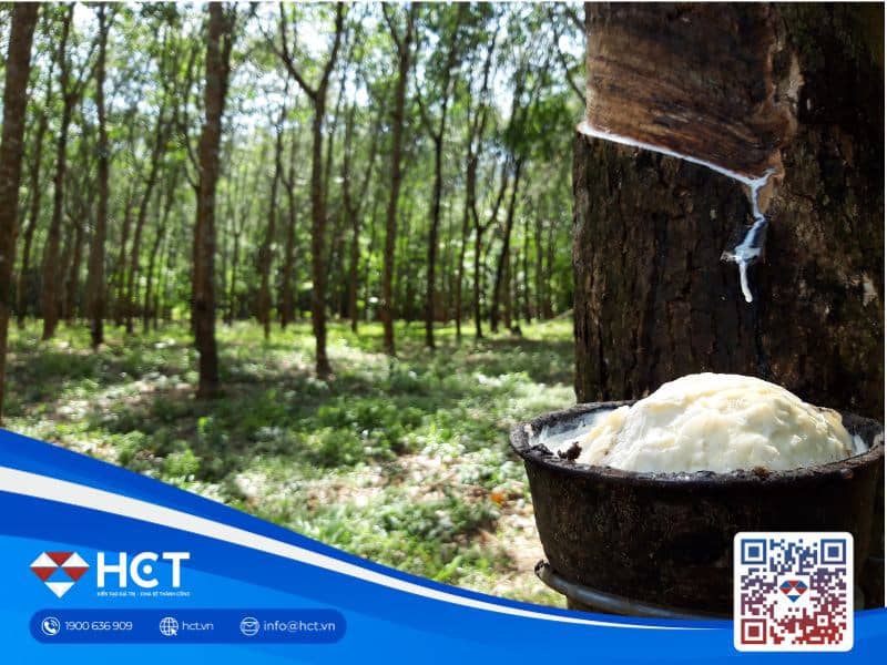 Cao su trượt do kỳ vọng nguồn cung cao hơn, sản xuất của Mỹ chậm lại ngày 07/08/2025