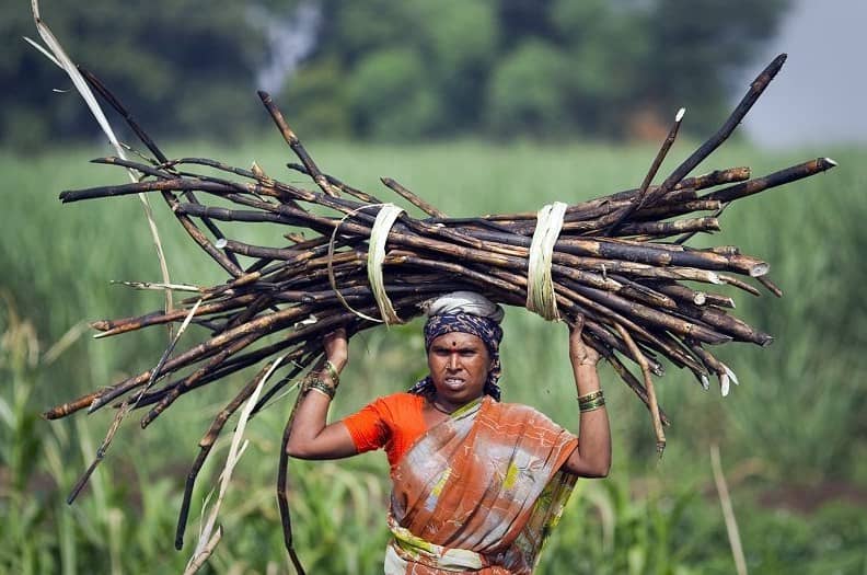 Sóng gió trên thị trường đường: Sản lượng tăng vọt, giá sẽ ra sao?