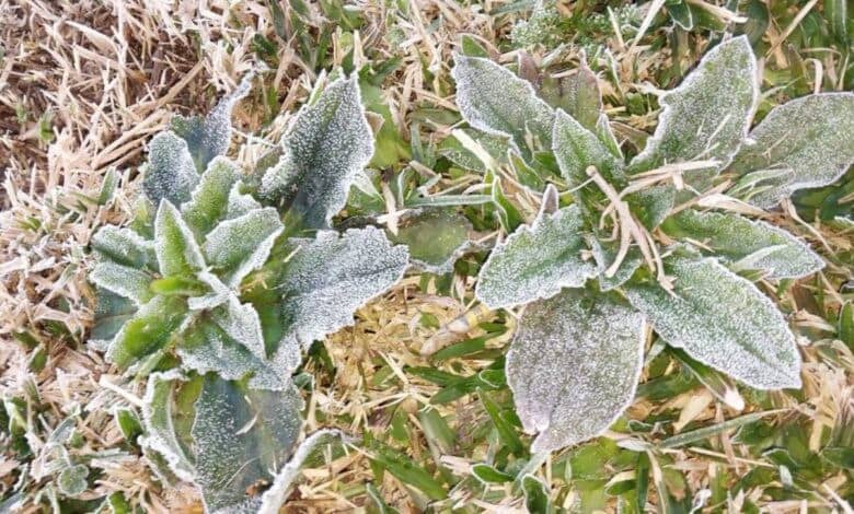 Nguy cơ sương giá lan rộng tại vùng trồng Cà phê trọng điểm của Brazil . Nhiều khu vực sản xuất nông  ...