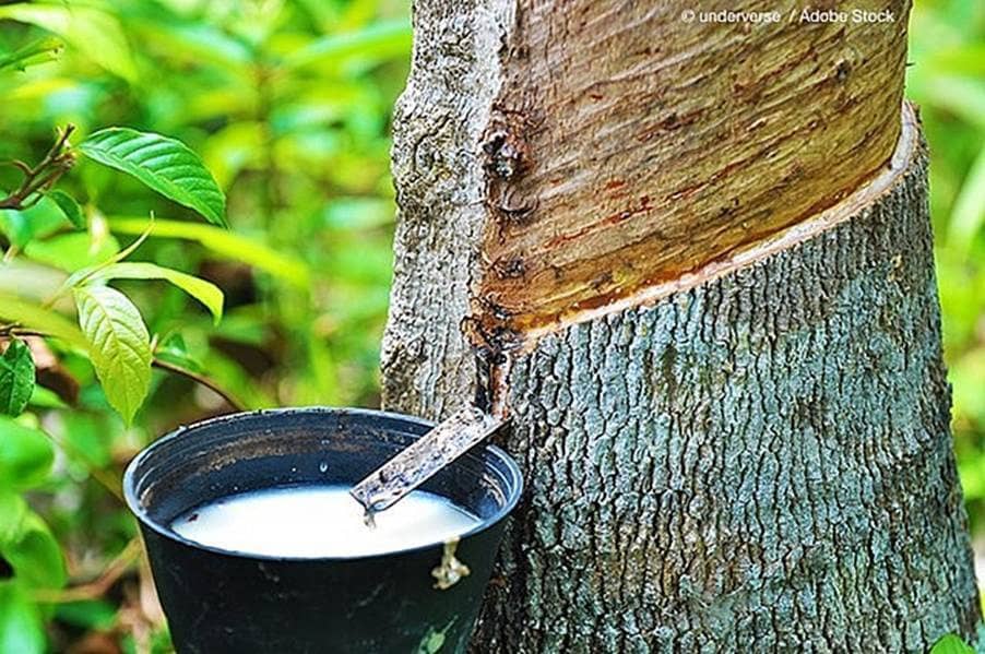 Giá Cao Su Giảm Nhẹ, Thời Tiết Bất Lợi Tại Thái Lan Kiềm Chế Đà Giảm – Thị Trường Đang Ở “Ngã Ba Đường”