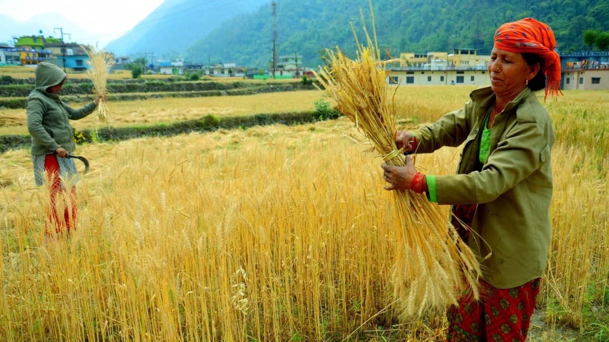 Nguồn cung dồi dào lúa mì bị Black Sea lấn át, đậu tương bật nhờ kỳ vọng, ngô đối mặt mùa kỷ lục