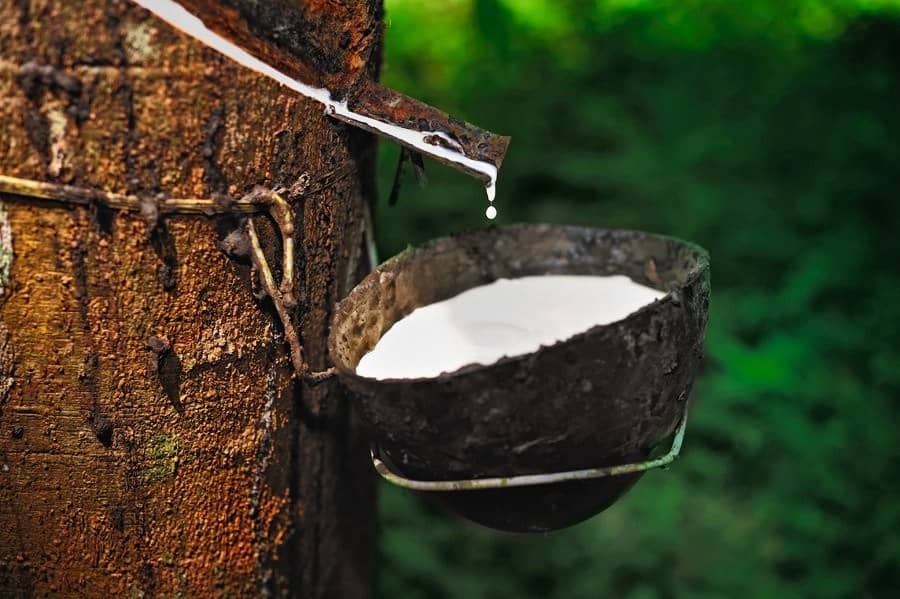 Cao su Nhật Bản giảm mạnh