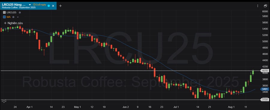 Giá Cà Phê Robusta Tăng Phi Mã Lên Gần 4.100 USD/tấn – Dấu Hiệu Bước Vào Sóng Hồi Lớn